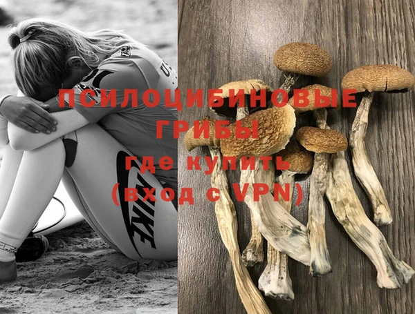 хмурый Аркадак